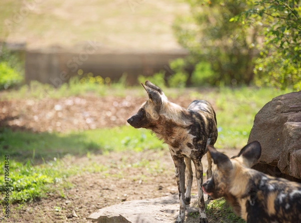 Fototapeta African wild dog stands on a stone and looks away on a hot summer day , Lycaon pictus, painted dog, Cape hunting dog, animal in its natural habitat