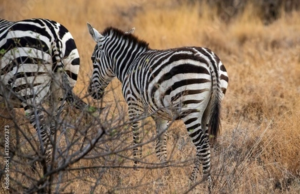 Obraz Grevy's Zebra walking in the Savannah at the Samburu national park in Kenya