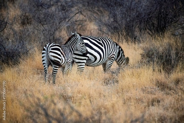 Obraz Grevy's Zebra walking in the Savannah at the Samburu national park in Kenya