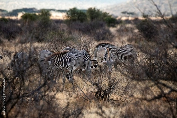 Obraz Grevy's Zebra walking in the Savannah at the Samburu national park in Kenya