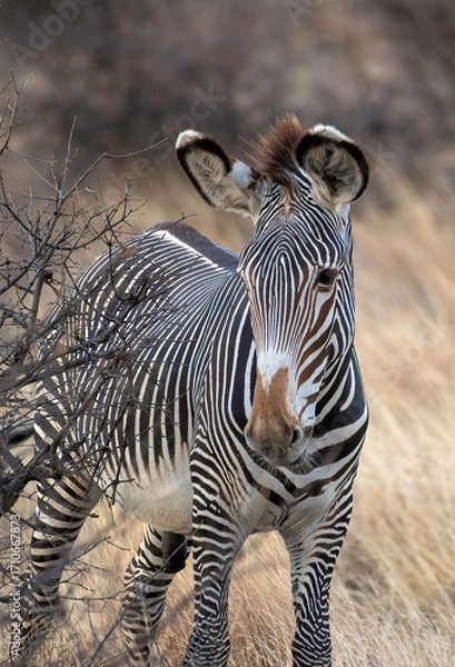 Obraz Grevy's Zebra walking in the Savannah at the Samburu national park in Kenya