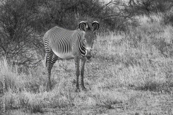 Obraz Grevy's Zebra walking in the Savannah at the Samburu national park in Kenya