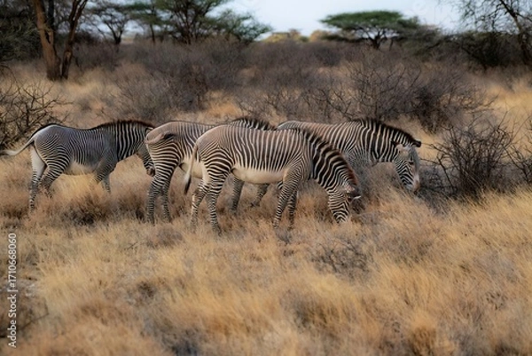 Obraz Grevy's Zebra walking in the Savannah at the Samburu national park in Kenya
