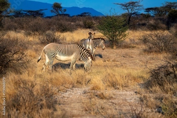 Obraz Grevy's Zebra walking in the Savannah at the Samburu national park in Kenya
