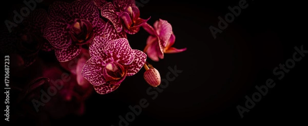 Obraz Orchidee Orchideenblüten mit Textraum Bokeh Banner