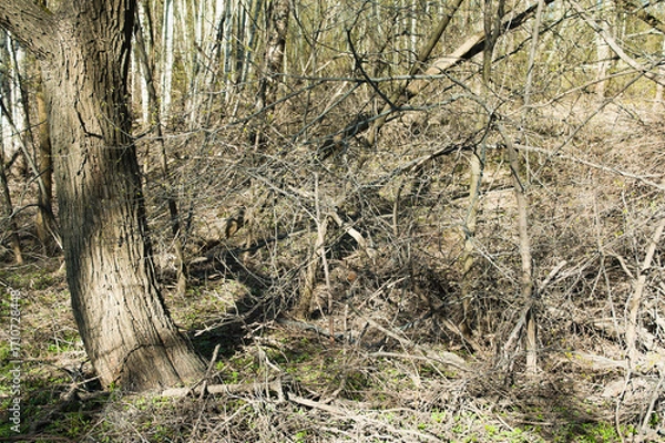 Fototapeta dry branches in the forest after winter in spring