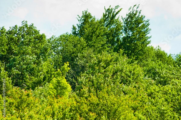 Fototapeta summer landscape, in the photo a meadow, trees and a forest in the background