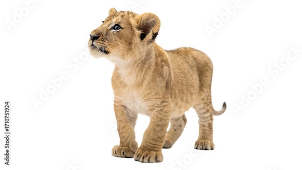 Fototapeta Lion cub with striking blue eyes standing isolated on transparent background