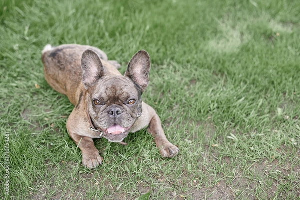 Obraz French Bulldog Face Grey Big Brown Eyes Playing Open Mouth