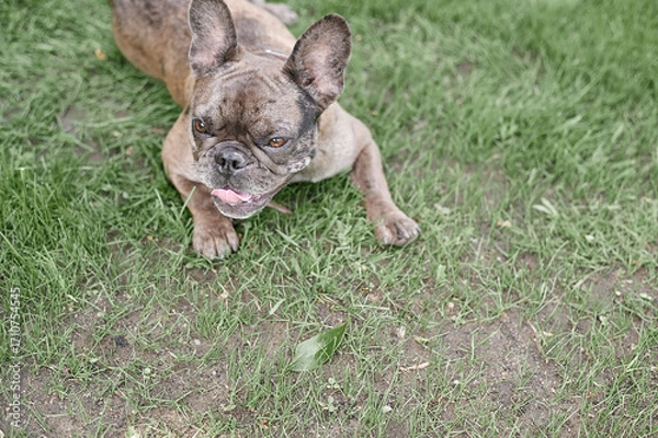 Obraz French Bulldog Face Grey Big Brown Eyes Playing Open Mouth