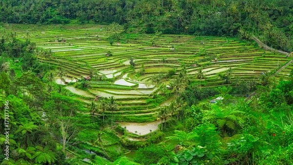Obraz Green terraced rice field with water, Bali