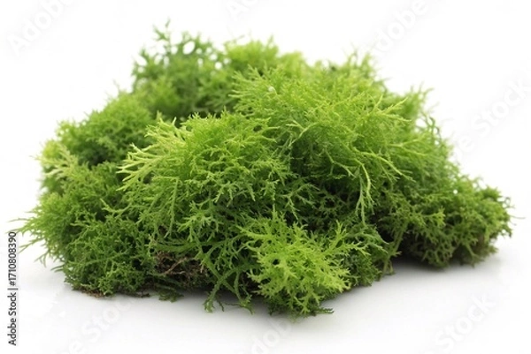 Fototapeta Bright green moss isolated on white background. Close-up of fresh, vibrant green moss with fine texture and natural shape, isolated on a clean white surface for clarity
