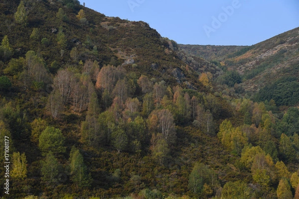 Obraz MONTE CON ARBOLES