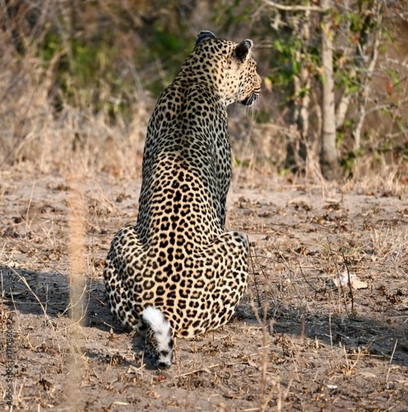 Obraz Leopard in the wild
