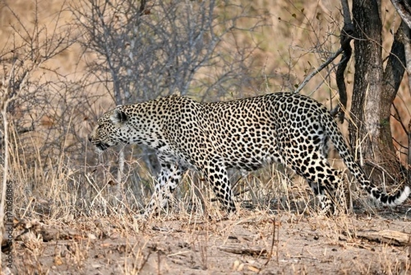 Obraz Leopard in the wild