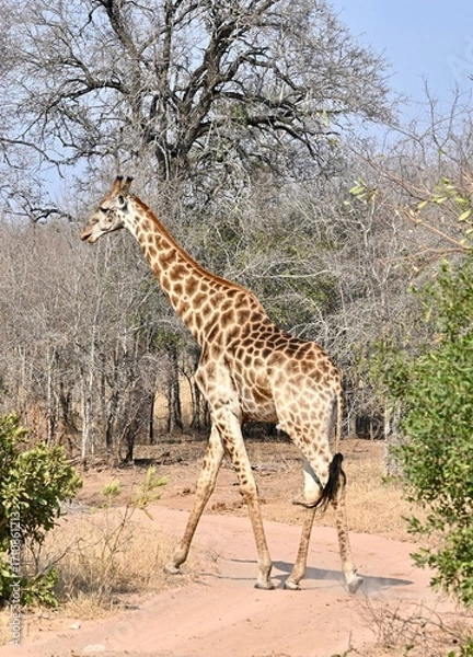 Obraz giraffe in the wild