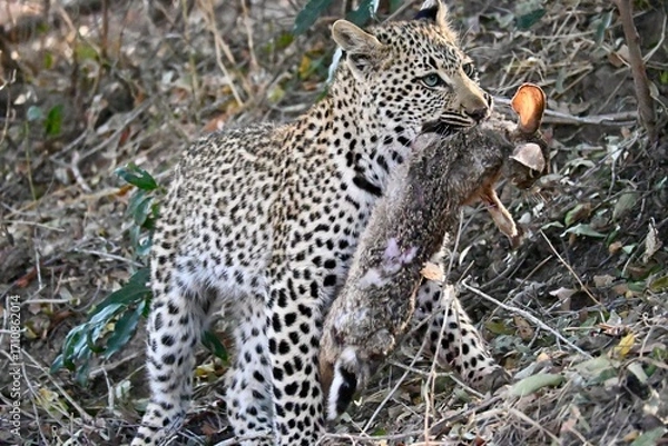 Obraz leopard in the wild