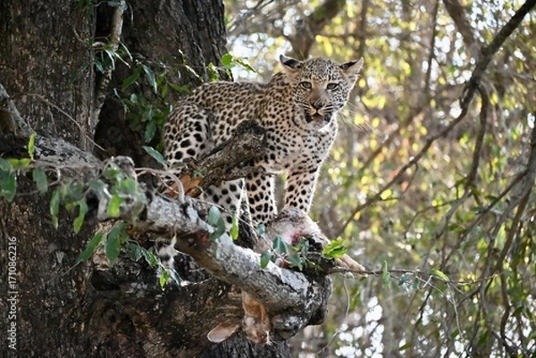 Obraz leopard in the tree