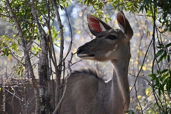 Obraz female kudu portrait
