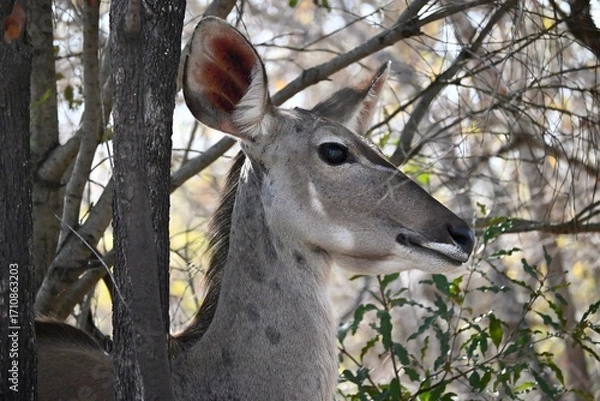 Obraz female kudu portrait