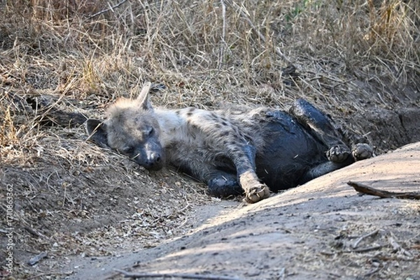 Obraz hyena sleeping on the ground