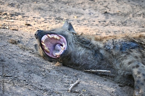 Obraz hyena yawning