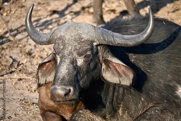 Obraz cape buffalo portrait
