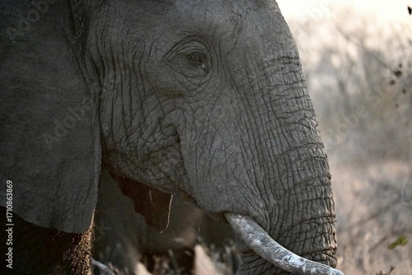 Obraz elephant portrait
