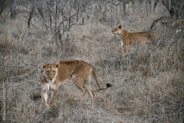 Obraz lions in the wild