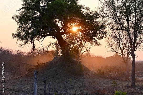 Obraz sunset in the bush