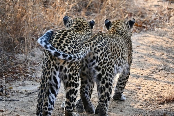 Obraz leopards in the wild