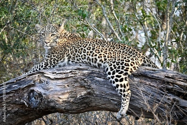 Obraz leopard resting on the tree