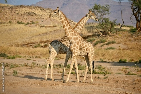 Obraz giraffe in the wild
