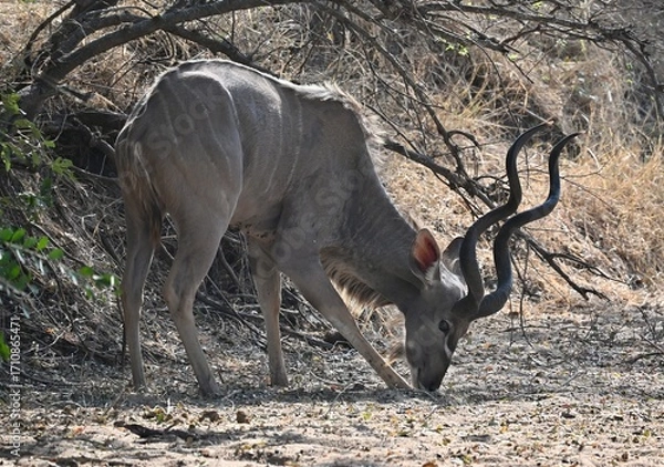 Obraz kudu eating in the wild