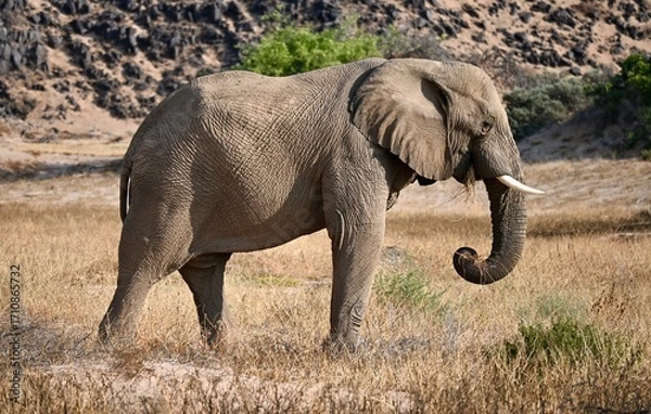 Obraz elephant in the wild