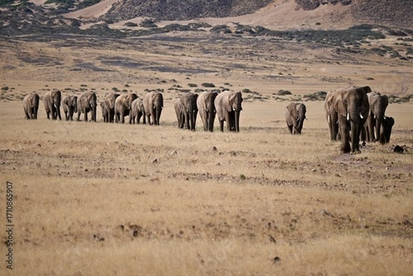 Obraz elephants in the wild
