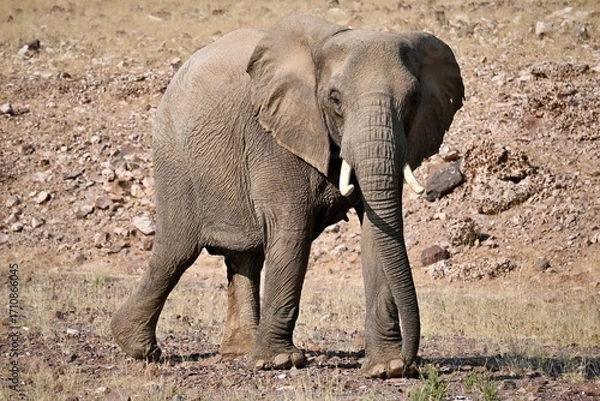 Obraz elephant in the wild