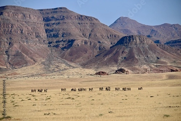 Obraz elephants in the wild