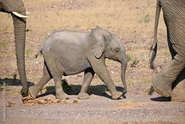 Obraz baby elephant walking