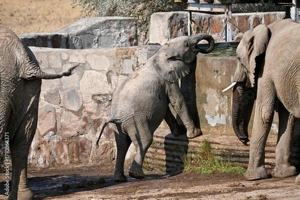 Obraz elephant drinking