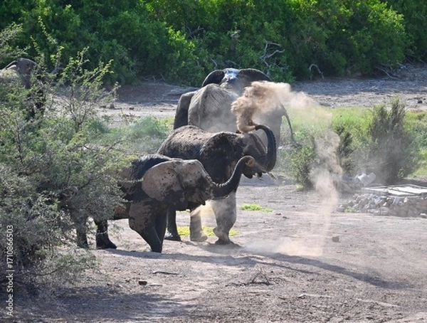 Obraz elephants in the wild