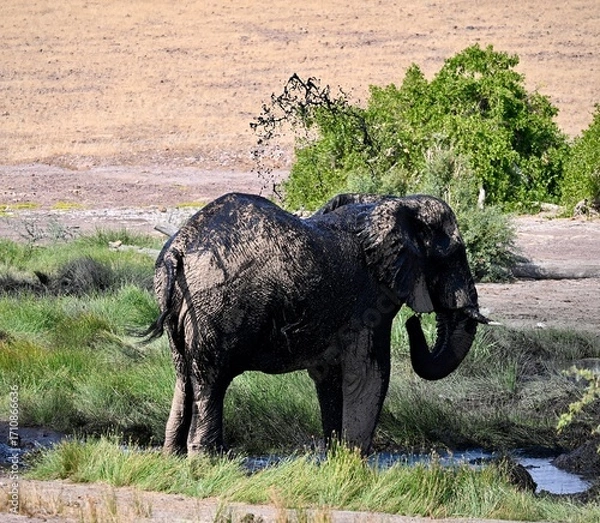 Obraz elephant in the wild