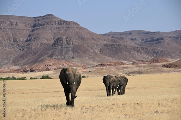Obraz elephant in the wild