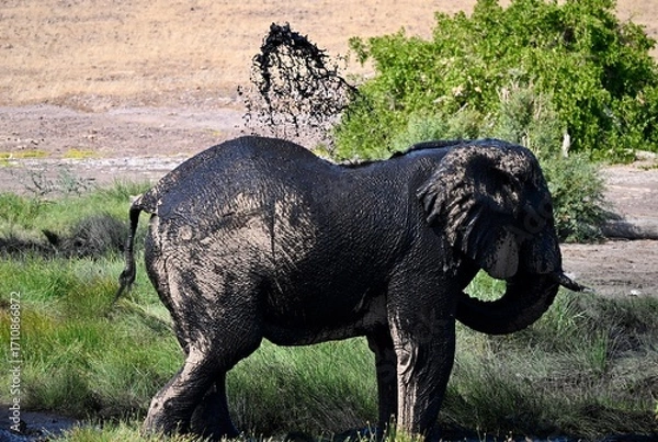 Obraz elephant in the wild