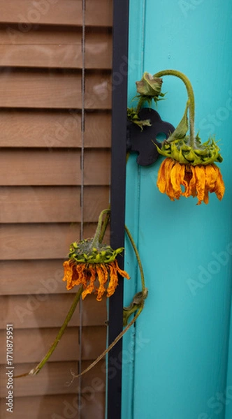 Fototapeta two dried out sunflowers hanging on a door knob drying vertical image with shutters behind a glass door on one side and a turquoise wall on the other shot in an urban area of Santa Fe New Mexico USA