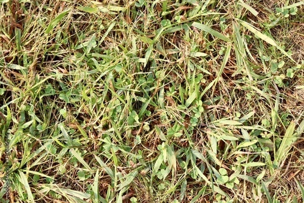 Fototapeta A close view of the green grass surface.