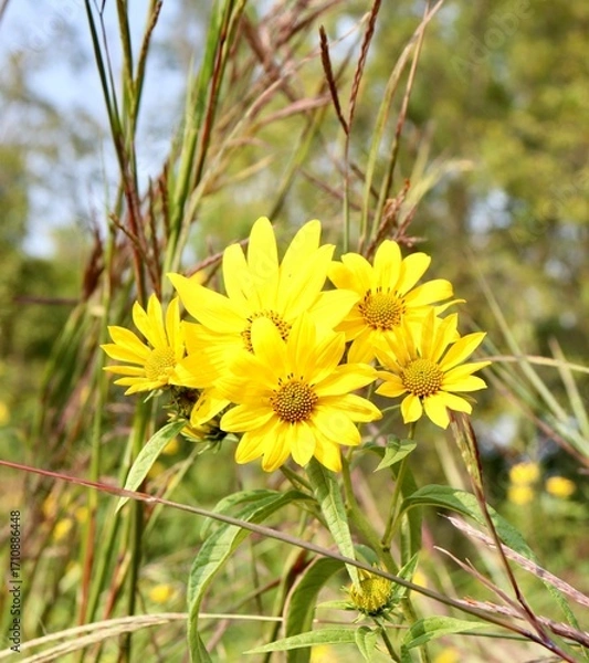 Fototapeta A close view of the yellow wildflowers in the field.