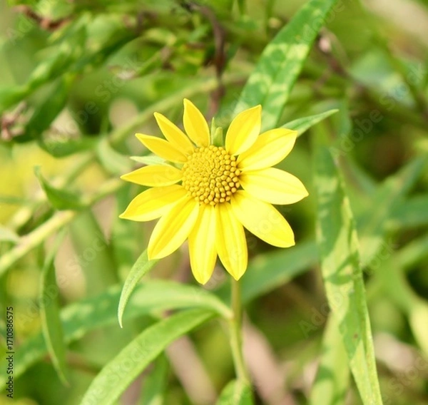 Fototapeta A close view of a bright yellow flower in the field.