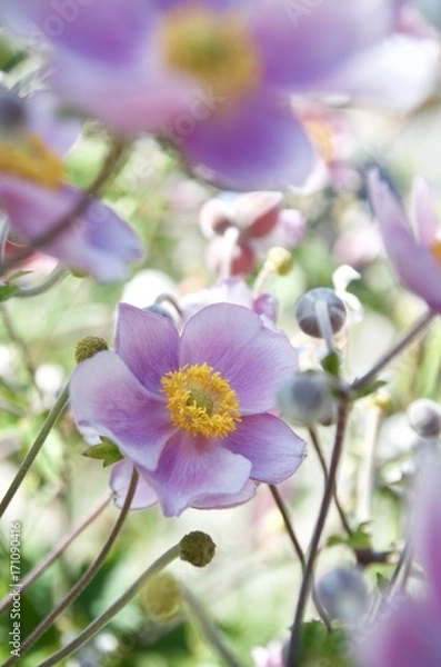 Obraz Anemone hupehensis