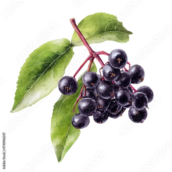 Obraz Elderberry in watercolor style, vector illustration, isolated on white background.